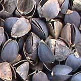 Chinese buckwheat hulls