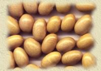 YELLOW BEAN ,canario bean,mayocoba