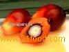 RBD Palm Oil