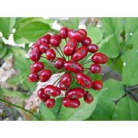 Chinese Organic Ginseng Seeds