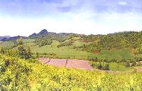 Chinese organic ginseng farm