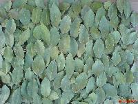  bay   leaves 