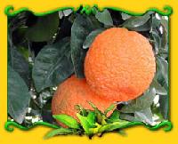 Ellendale mandarin