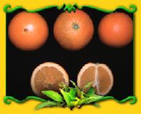 Spring Navel oranges
