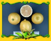  Eureka   lemon 