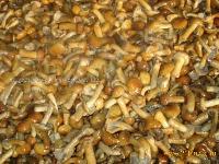 nameko in brine