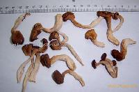 Pleurotus Ostreatus