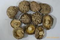 White Boletus Edulis