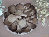 Baby oyster mushoom
