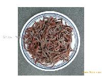 I.Q.F.  Fungus   Strips 