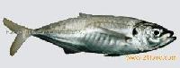 Pacific Horsemackerel