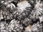 raw material of Ji Mushroom