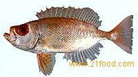 Red Big Eye Snapper