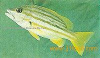 Flag Fish
