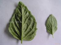 IQF basil