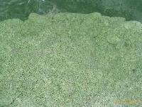 IQF basil powder