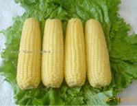 IQF sweet corn cobs