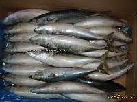 frozen mackerel