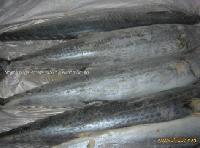 frozen spanish mackerel