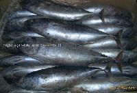 frozen bonito