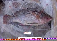 Tilapia