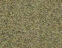 Cummin  seed s