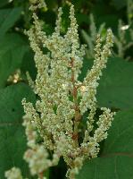 Resveratrol