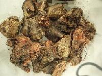 Rhodiola Rosea P.E