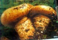 Catathelasma imperiale