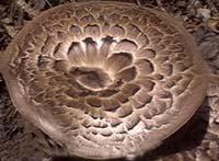 Sarcodon imbricatus