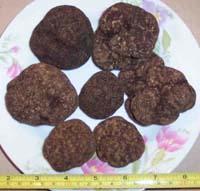 truffle