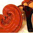 Ganoderma Lucidum (reishi) Extract