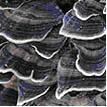  Coriolus  Versicolor (cloud  mushroom )  Extract 