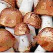 Agricus Blazei Extract