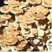 Polyporus umbellatus Extract