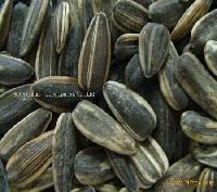 Salted sunflower seed inshelled