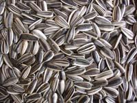sunflower seeds