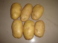 Holland 7 Potato