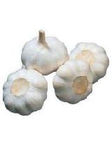 Pure White Garlic