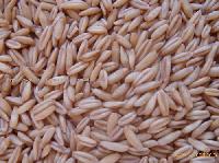 oat kernel