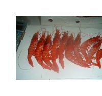 Frozen at sea Deepsea Red Shrimp