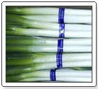Shallot