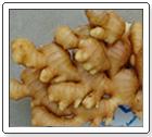 Fresh Ginger