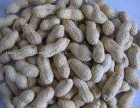  Raw  Peanut inshell 11/13