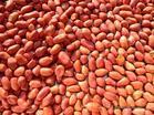peanut kernels-sea flower(long shape)