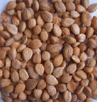 sweet apricot kernels