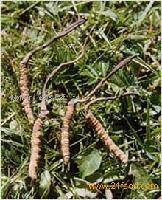 Cordyceps Sinensis
