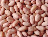 Groundnut