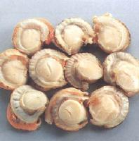 Ezo scallop,Yeso Scallop,Comb shell