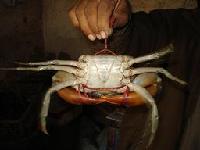 live crab